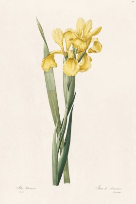 Les Liliacees Redoute 236