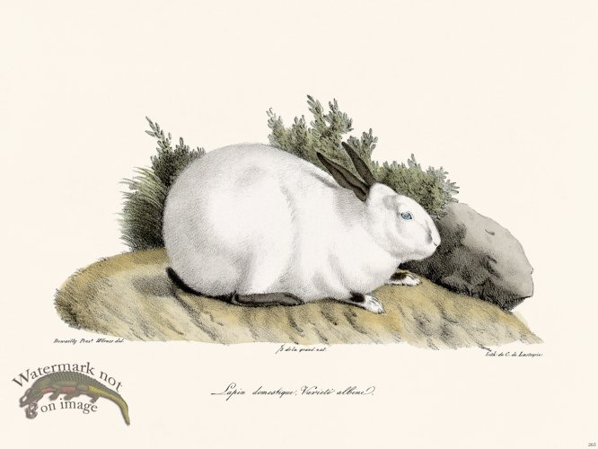 (image for) Cuvier 263 Domestic Rabbit