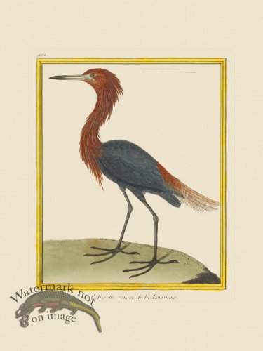 (image for) Martinet Bird 902