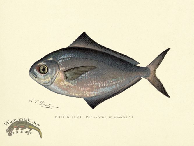 (image for) Butter Fish
