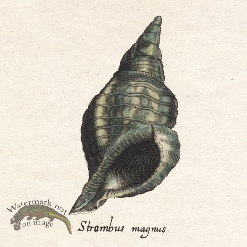(image for) Merian Shell 12