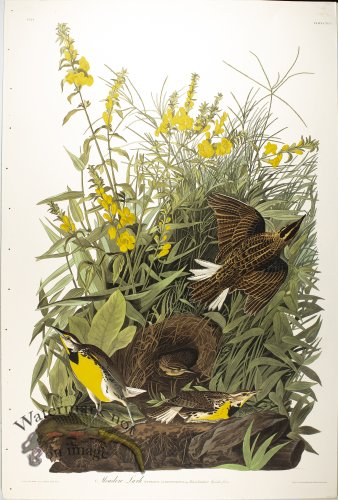 (image for) Meadow Lark