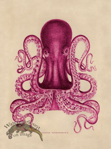 (image for) Octopus Pink 02