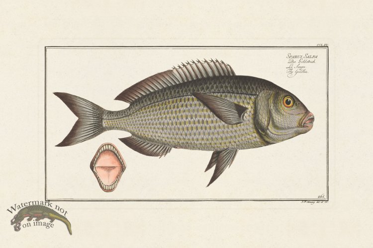 (image for) BLOCH FISH 265