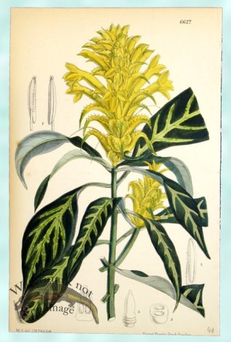 (image for) Curtis Leaves 11