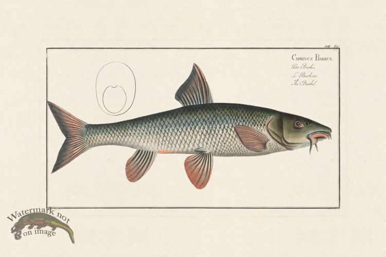 (image for) Bloch Fish 018