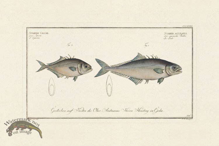 (image for) BLOCH FISH 336