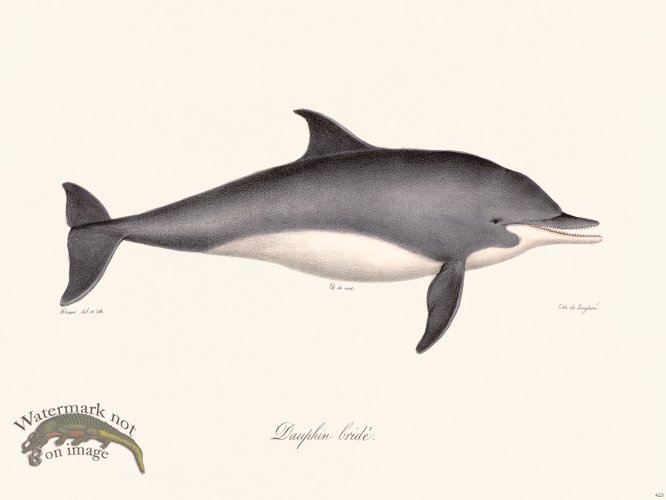 (image for) Cuvier 423 Dolphin Bridle