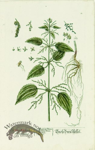 Blackwell German 066