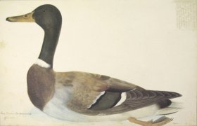 249 Swedish Birds . Anas boschas . Mallard . Female