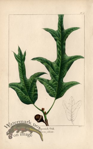 (image for) Spanish Oak