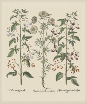 Besler 181 Colored B2