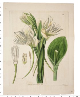 Curtis Botanical 033