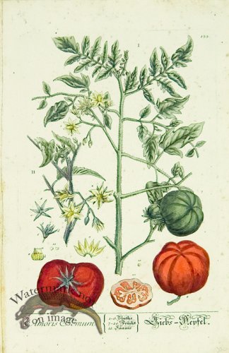 Blackwell German 182