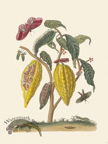 (image for) Merian Metamorphosis 63