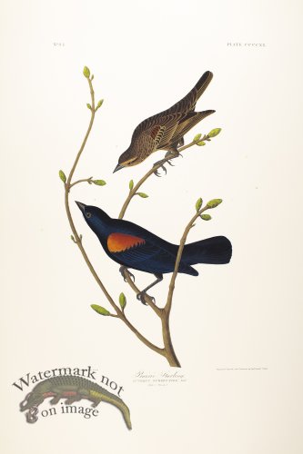 (image for) Little Twany Thrush