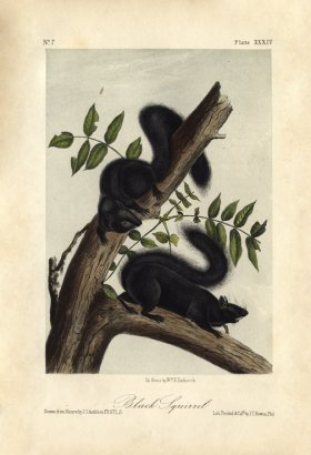 Black Squirrel