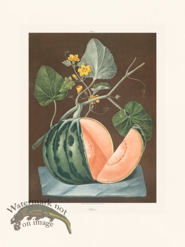 (image for) Brookshaw Fruit 06