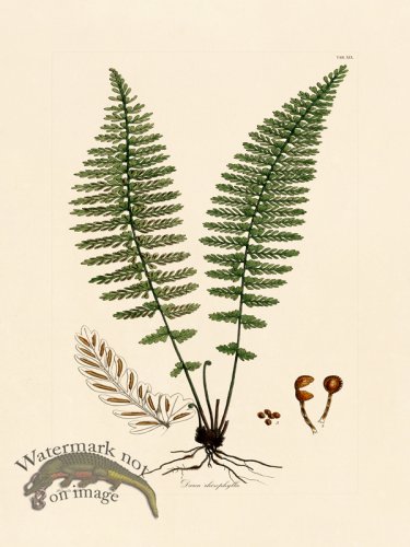 (image for) Hooker Fern 19