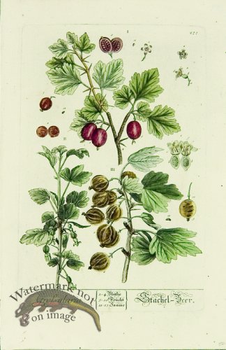 Blackwell German 154