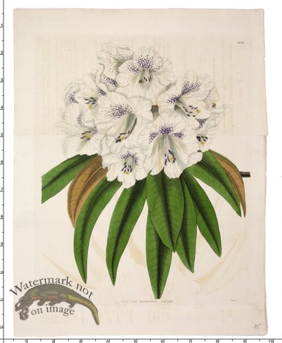 (image for) Curtis Botanical 043