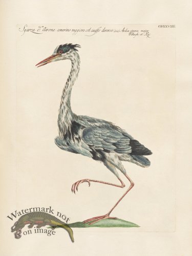 (image for) Manetti 428