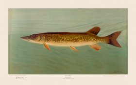 Pike