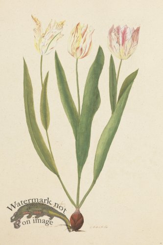 (image for) Blomboken 025