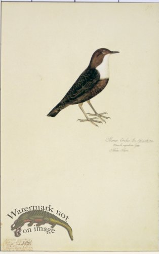 (image for) 97 Swedish Birds . Sturnus Cinelus, White-throated Dipper