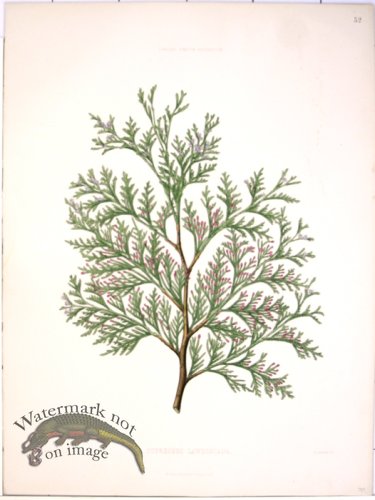 (image for) Lawson Pine Cone 36