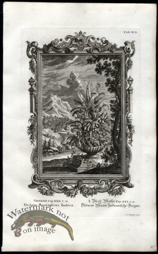 (image for) Scheuchzer 11