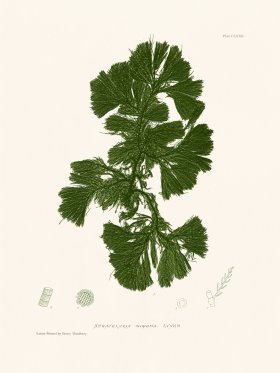 Bradbury Seaweed 172