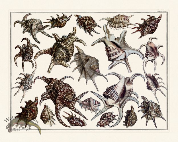 (image for) Seba B2 082 Shells