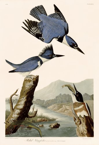 (image for) 077 Belted Kingfisher