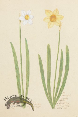 (image for) Blomboken 047