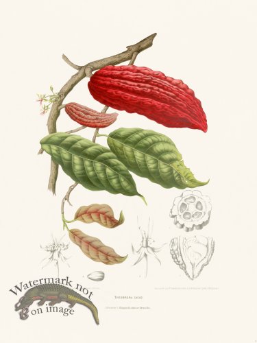 (image for) Horticulture of Java 04