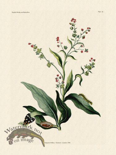 Wilkes Butterflies 022