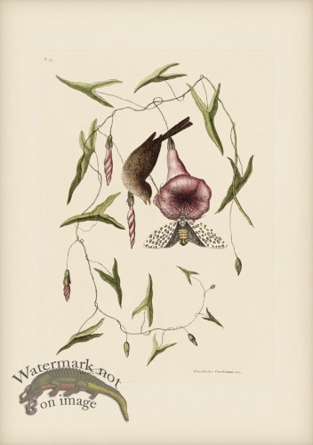 (image for) 035 Little Sparrow