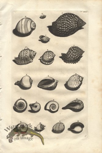 (image for) Rumphius 27