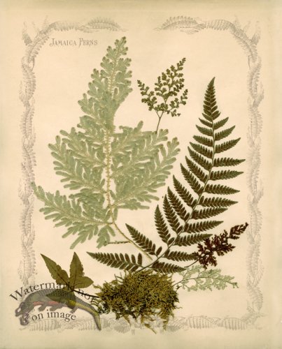 (image for) Jamaican Fern 02
