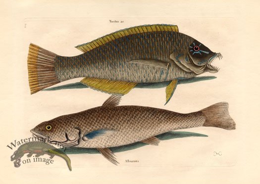 (image for) Catesby Fish 7