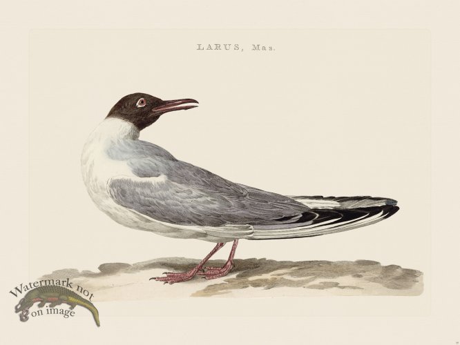 (image for) Nozeman Bird 077