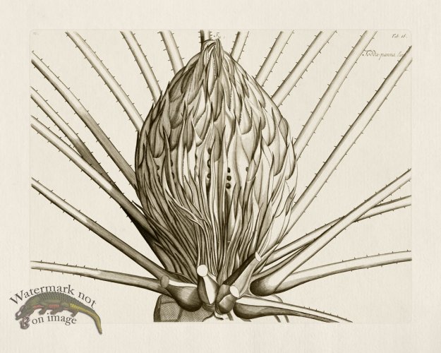 (image for) HORTUS VOl 03 16