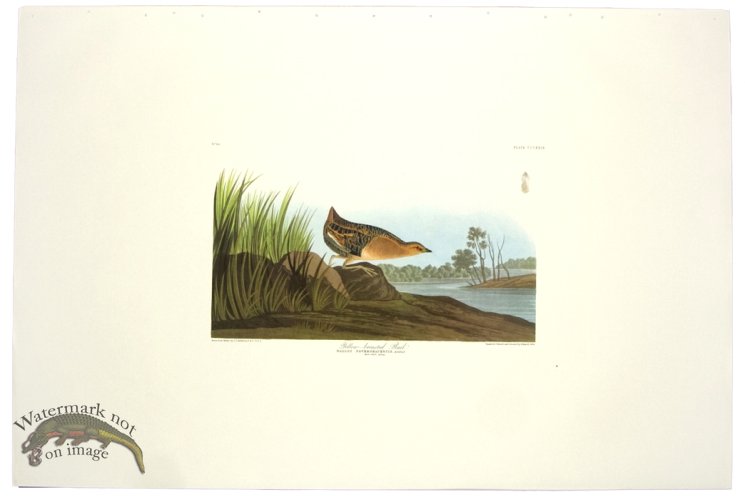 Yellow-Breasted Rail