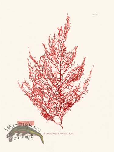 (image for) Bradbury Seaweed 004