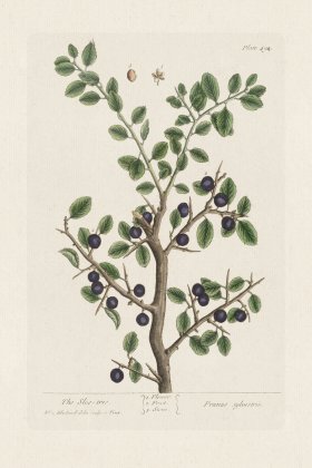 BEE 494The Sloe=tree