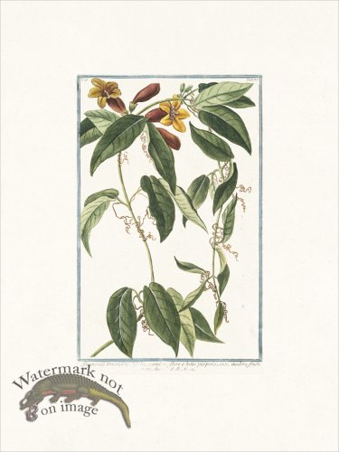 (image for) Bonelli 185 scandens