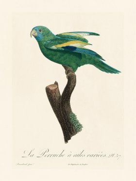 Barraband Parrot 057