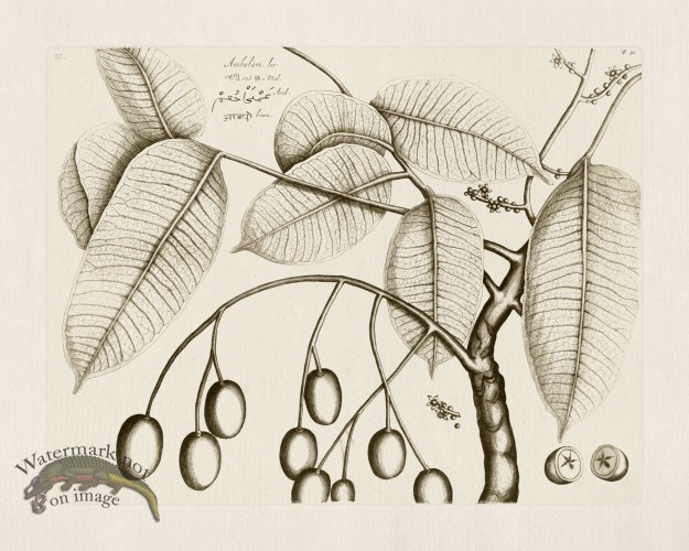 (image for) HORTUS VOL 01 50