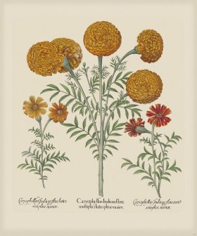 Besler 305 Colored B2